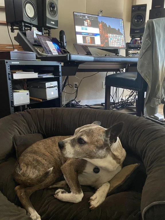 The Snoring Dog — studio mascot